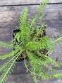 Cerise Queen Yarrow Potted Plant For Sale