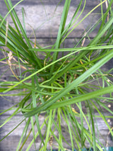 Cherokee Sedge Potted Plant For Sale