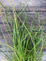 Cherokee Sedge Potted Plant For Sale