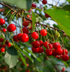 Cherry Early Richmond Bare Root Tree for Sale