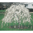 Snow Fountain Weeping Cherry Bare Root Ornamental Tree For Sale
