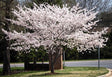 Yoshino Flowering Cherry Tree For Sale