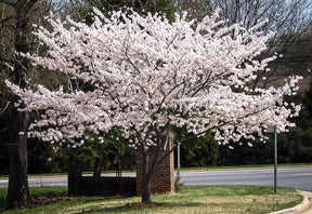 Yoshino Flowering Cherry Tree For Sale