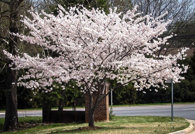 Yoshino Flowering Cherry Tree For Sale