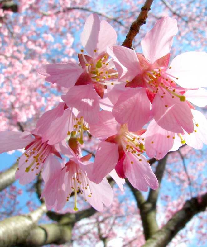 Okame Bare Root Ornamental Cherry Tree for Sale – The Farm Connection