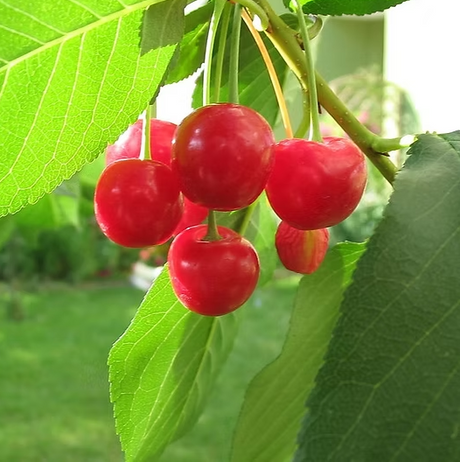 Jubileum Cherry Bare Root Tree for Sale