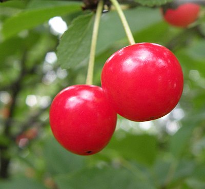 Montmorency Sour Cherry Tree For Sale