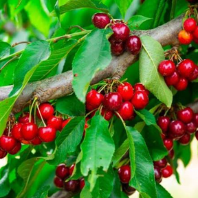 Sweet Cherry Pie Cherry Bare Root Tree for Sale