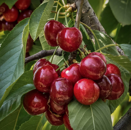 Cherry Stella Bare Root Tree For Sale