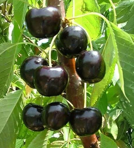 Black Pearl Cherry Bare Root Tree for Sale