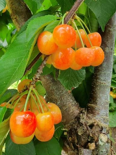 Blushing Gold Cherry Bare Root Tree for Sale