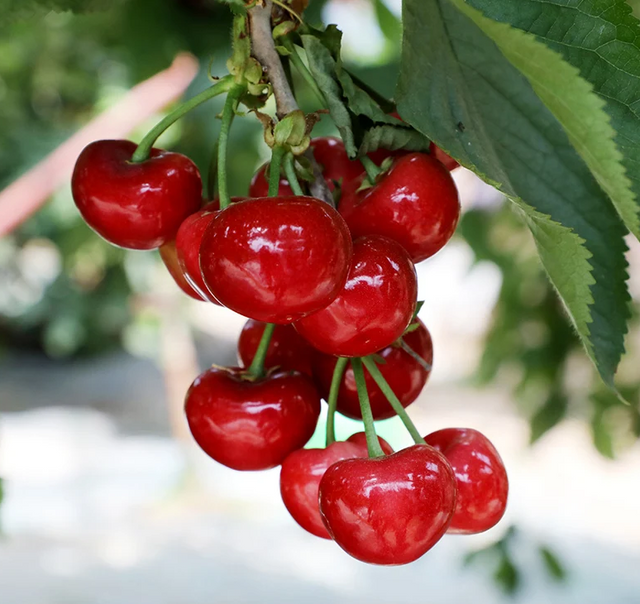 Van Cherry Bare Root Tree for Sale