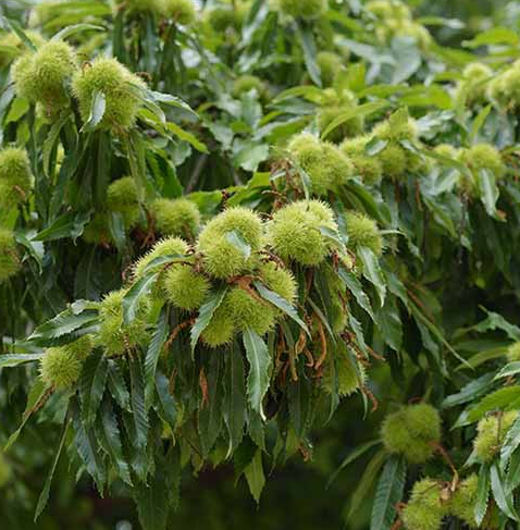American/Asian Hybrid Chestnut Bare Root Nut Tree For Sale