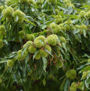 American/Asian Hybrid Chestnut Bare Root Nut Tree For Sale