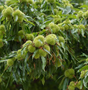 American/Asian Hybrid Chestnut Bare Root Nut Tree For Sale