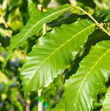 Chestnut American Chinese Hybrid Nut Tree For Sale