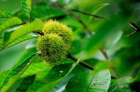 Chinese Chestnut Bare Root Nut Tree For Sale