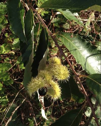 Allegheny Chinkapin Bare Root Nut Plants for Sale