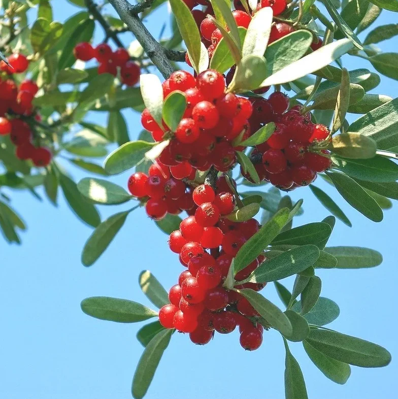Chokecherry Bare Root Native Plants