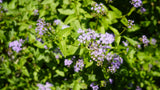 Conoclinium coelestinum mistflower flower for sale