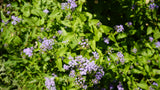 Conoclinium coelestinum mistflower flower for sale