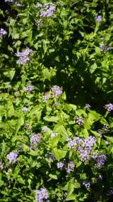 Conoclinium coelestinum mistflower flower for sale