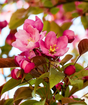 Indian Summer Crabapple Bare Root Tree for Sale