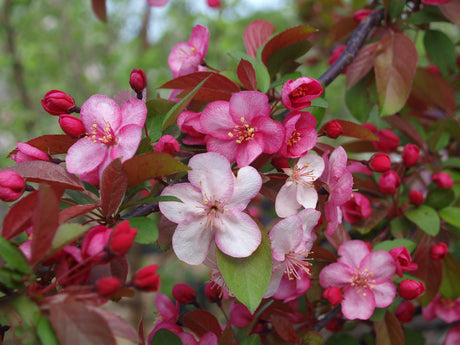 Crabapple, Prairie Fire bare root tree