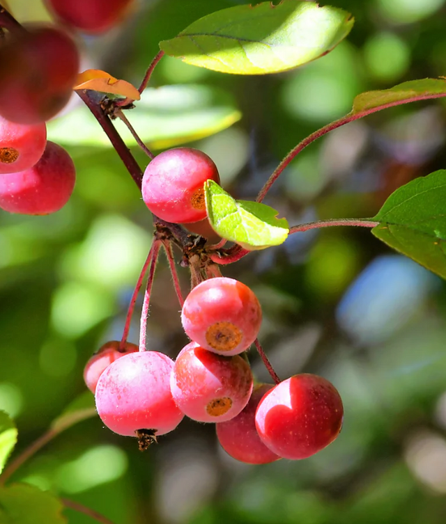 Profusion CrabApple Bare Root Fruit Tree For Sale