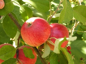 Crabapple Transcendent Plants For Sale Bare Root