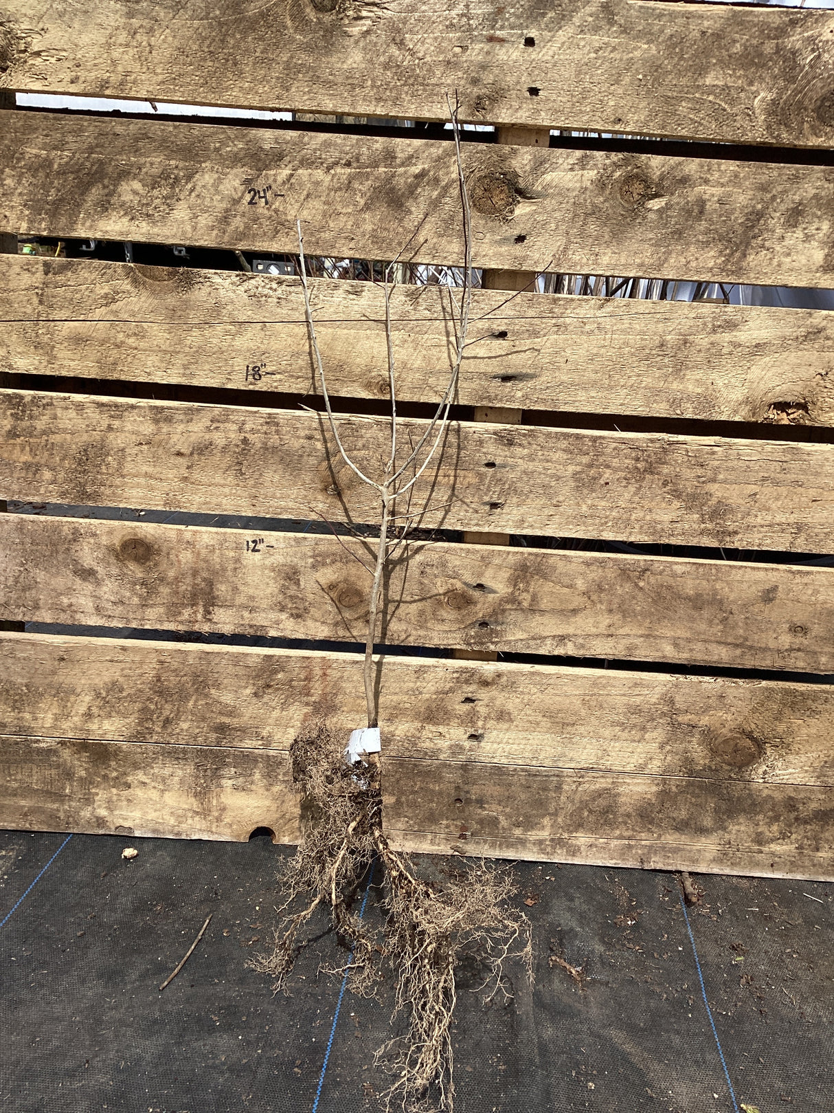 Deciduous Holly, Bare Root