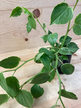 Variegated Peperomia Organically Grown Houseplants For Sale