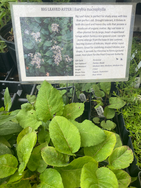 Aster, Big-leaved