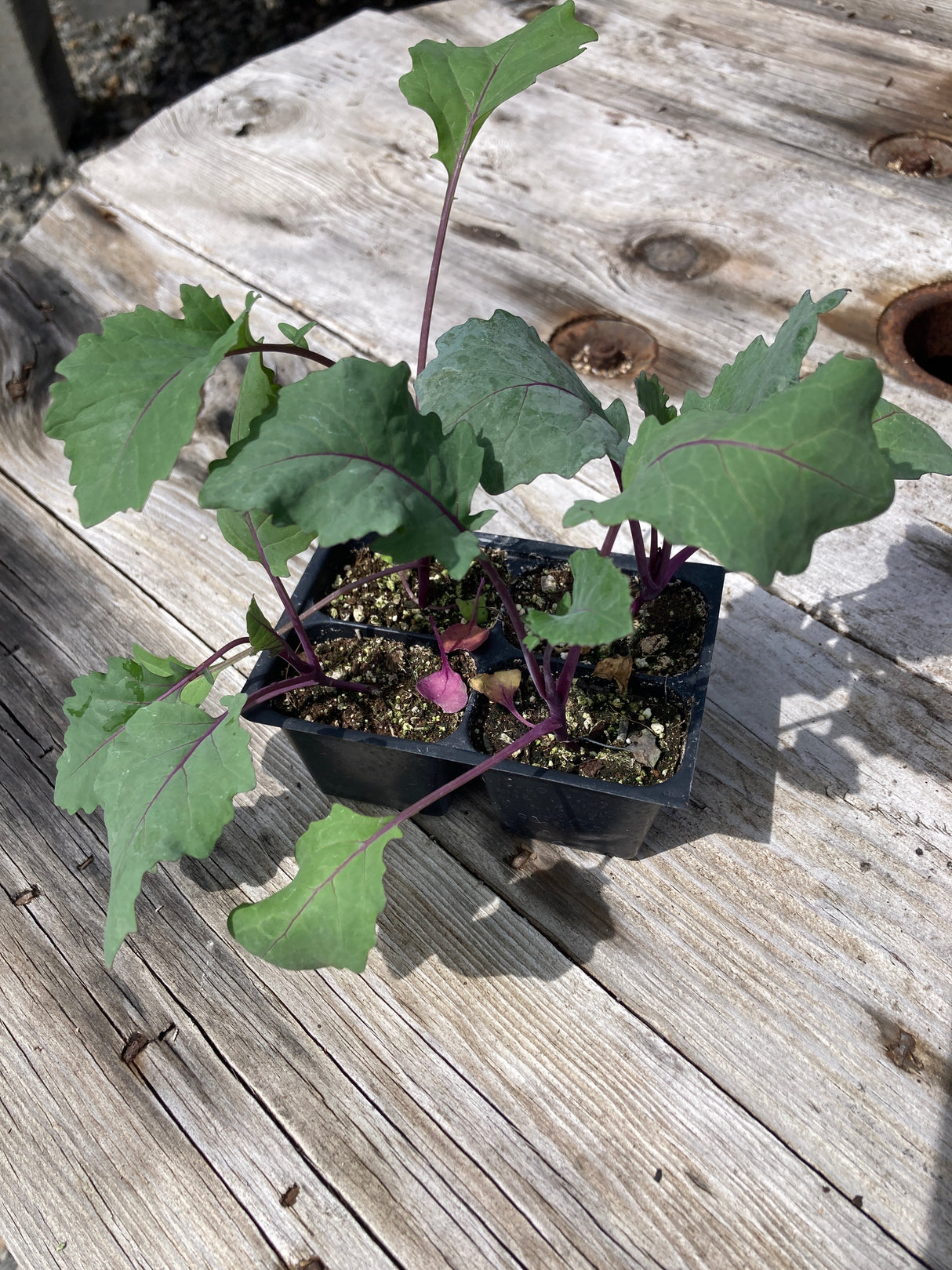 Kohlrabi, Purple Vienna