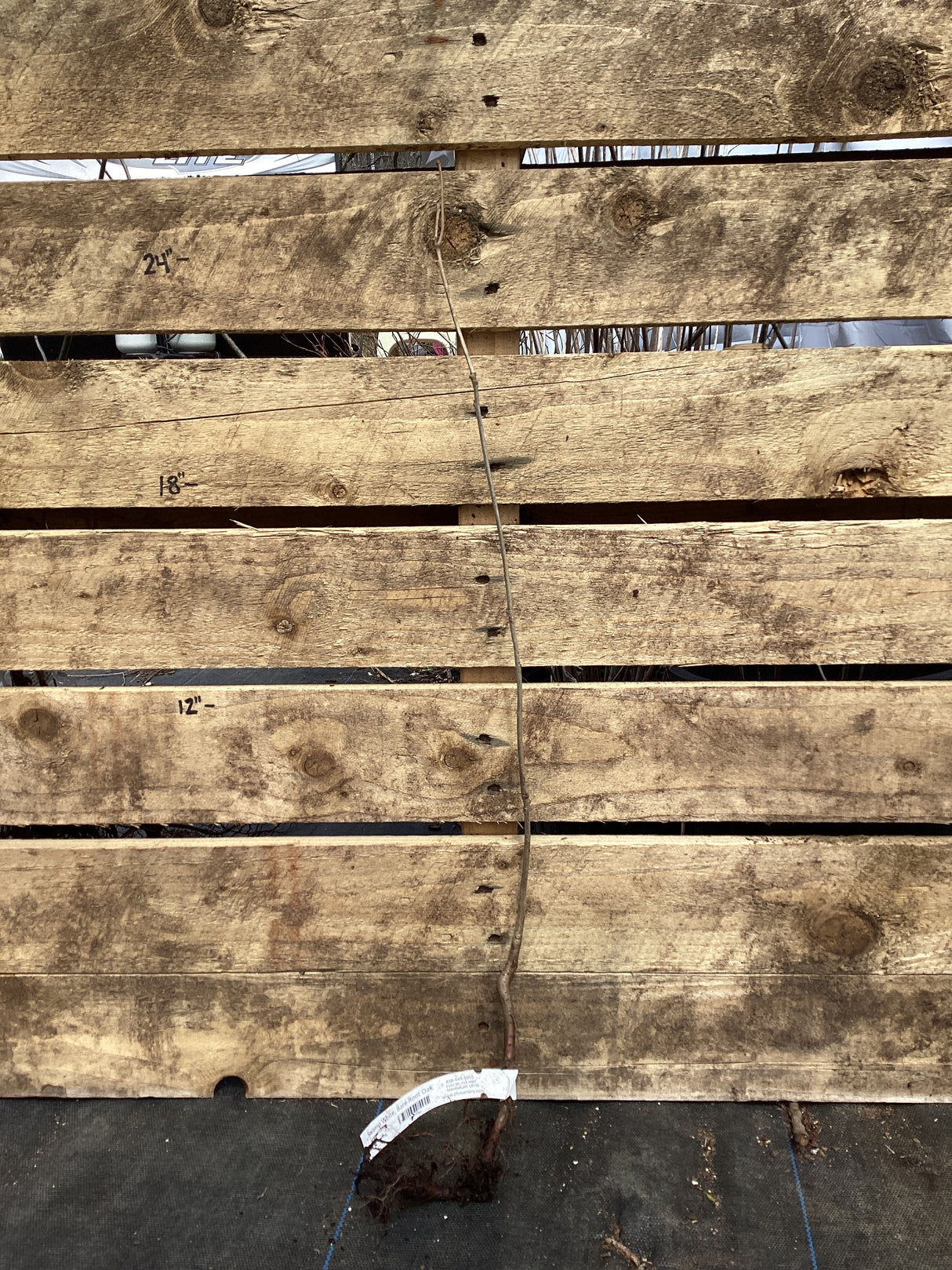 Oak, Swamp White, Bare Root