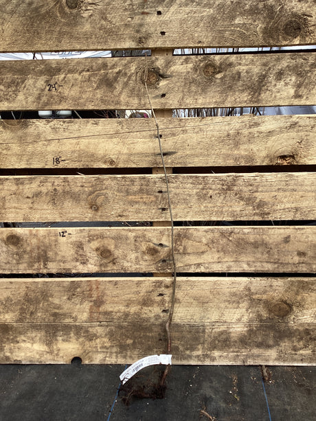 Oak, Swamp White, Bare Root