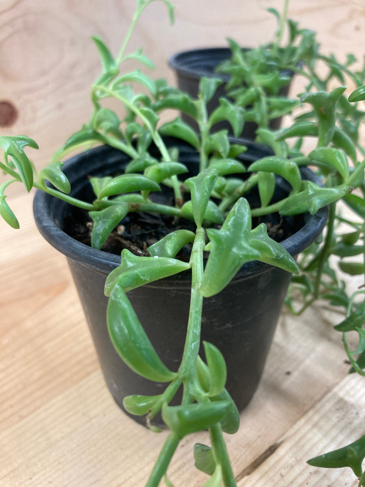 Succulent, String of Dolphins