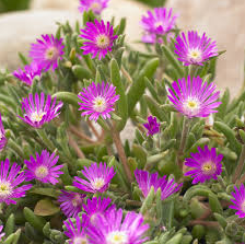 Delosperma, Hot Pink