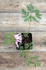 Dicentra eximia fringed bleeding hearts potted plant for sale