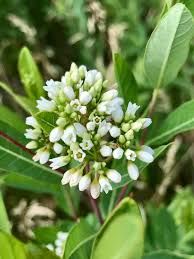 Dogbane