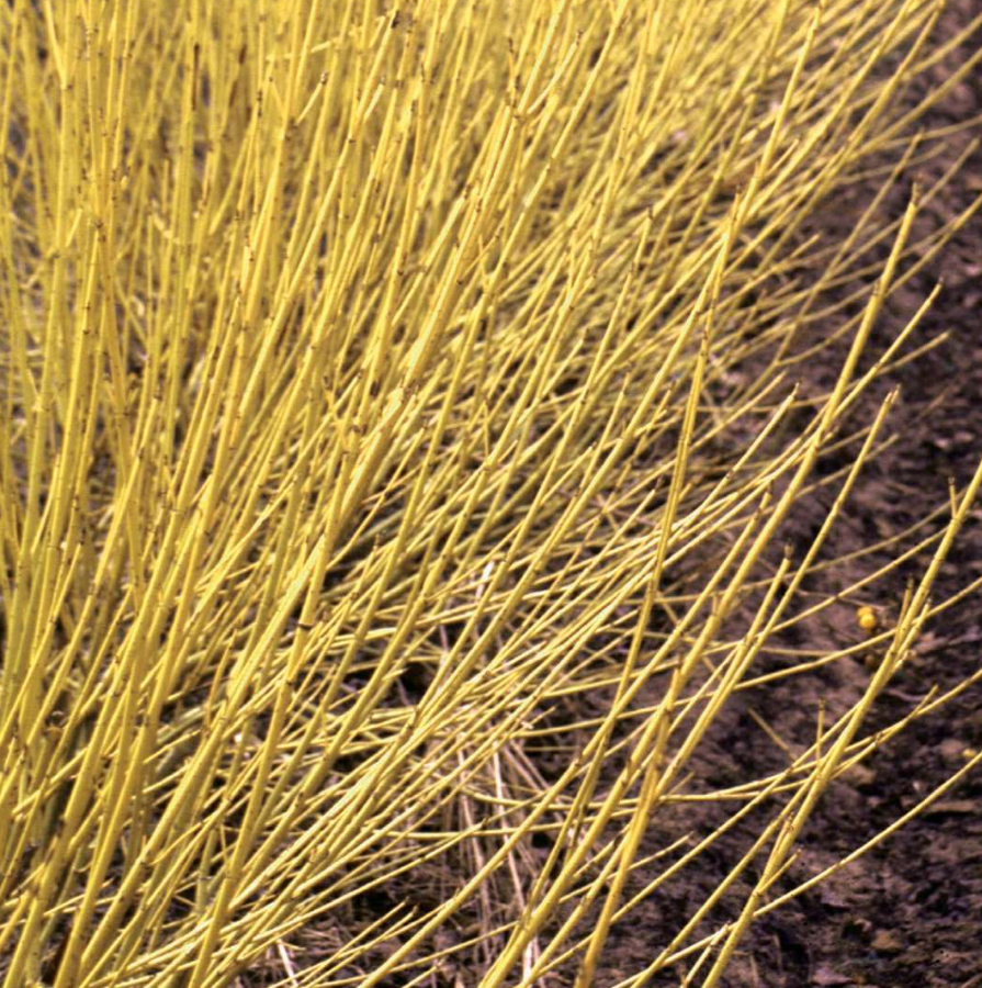 Dogwood Yellow Osier Native Shrub For Sale