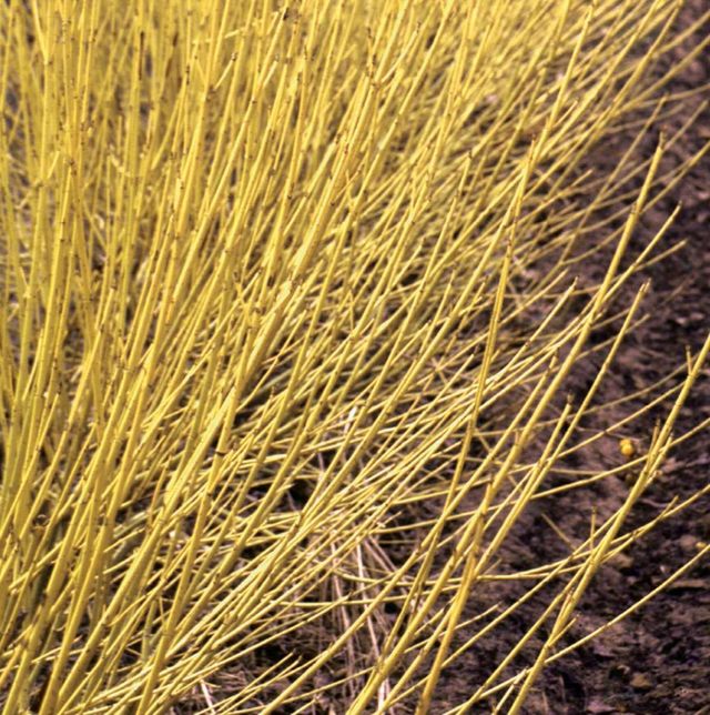 Dogwood Yellow Osier Native Shrub For Sale