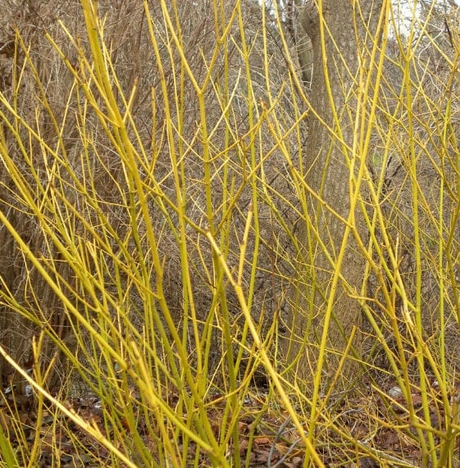 Yellow Twig Dogwood Bare Root Native Shrub Tree For Sale