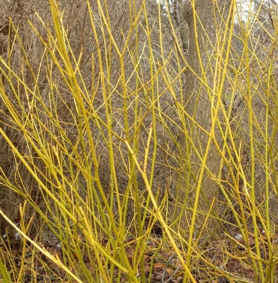 Yellow Twig Dogwood Bare Root Native Shrub Tree For Sale
