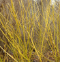 Yellow Twig Dogwood Bare Root Native Shrub Tree For Sale