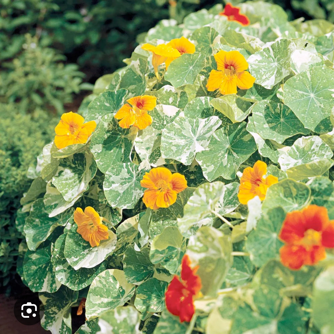 Seeds Nasturtium, Alaska Mix