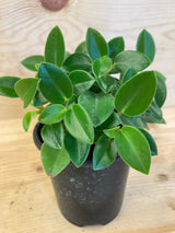 Cupid Peperomia Organically Grown Houseplants For Sale