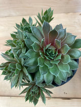 Kalinda Hen and Chicks Organically Grown Plants For Sale