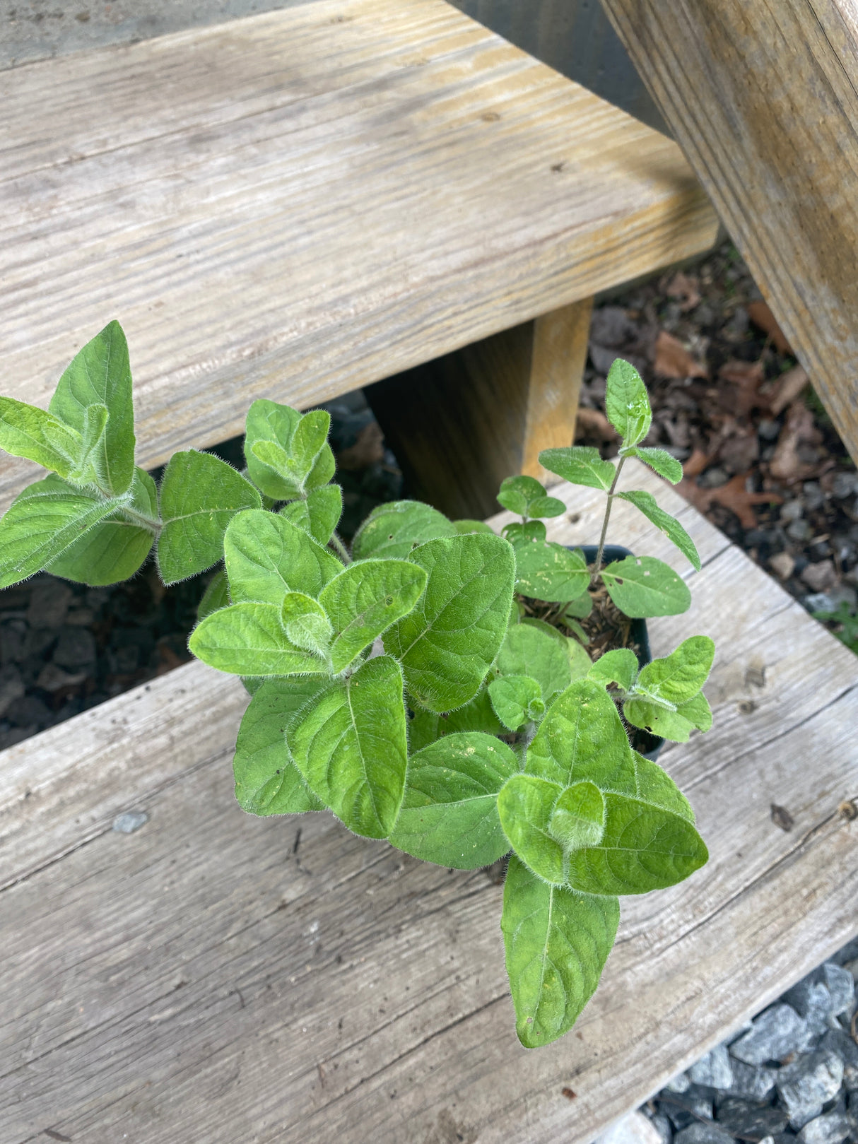 Wild Petunia