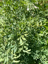 Rue Medicinal Organically Grown Plants For Sale
